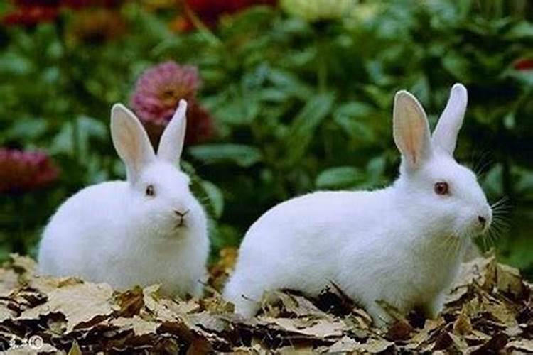 1999年属兔和属兔女的婚配好吗