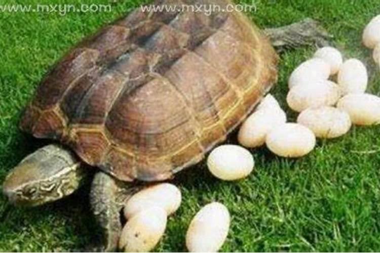 梦见海龟下蛋是什么意思