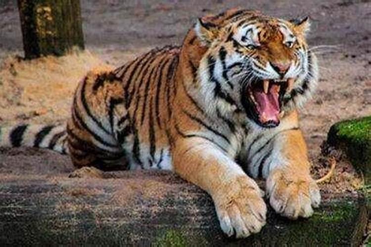 梦见老虎睡在摇篮上