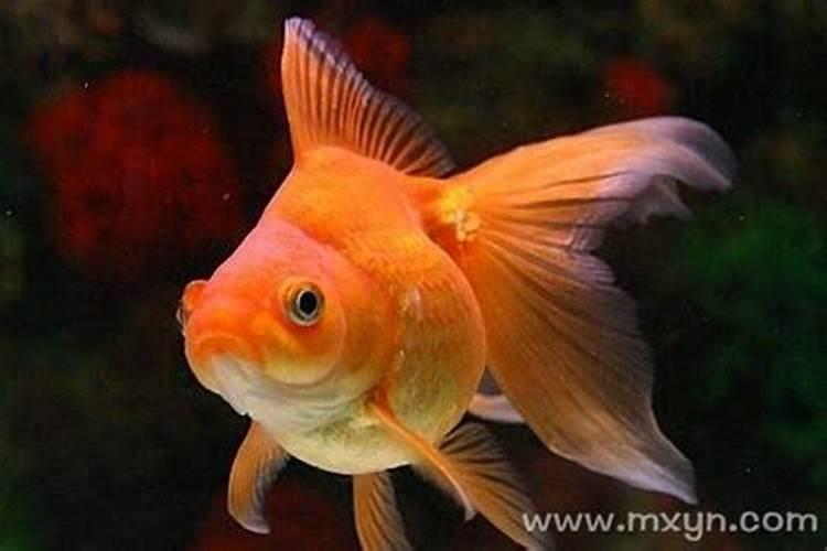 梦见红色的金鱼在水里游动