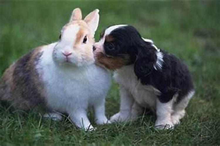 属相兔与狗的婚配完美吗