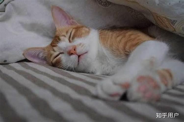 梦到黑猫窝在枕头边上