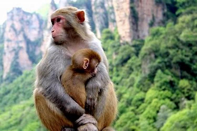 猴与什么属相配婚姻如何