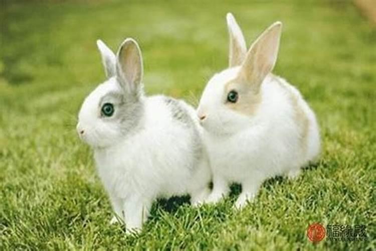 87年的两个兔子合婚吗