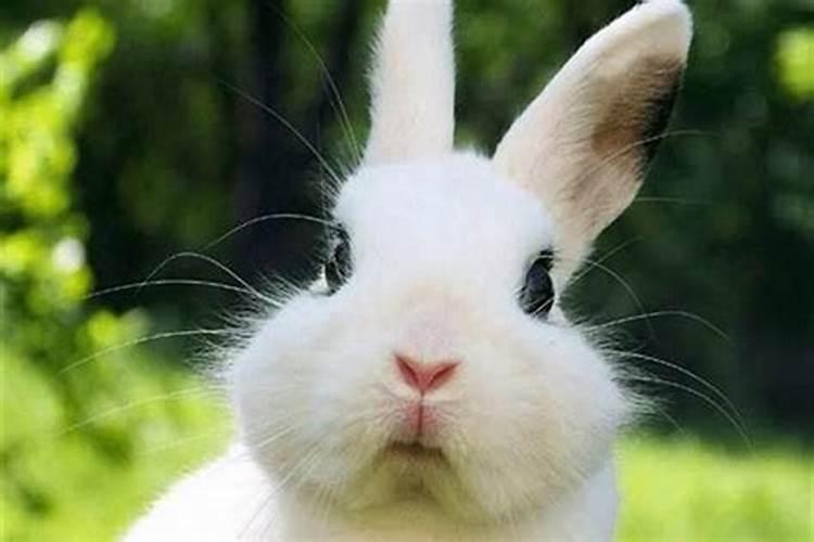 属兔的人跟哪种属相合作比较好，属兔的和什么属相结合