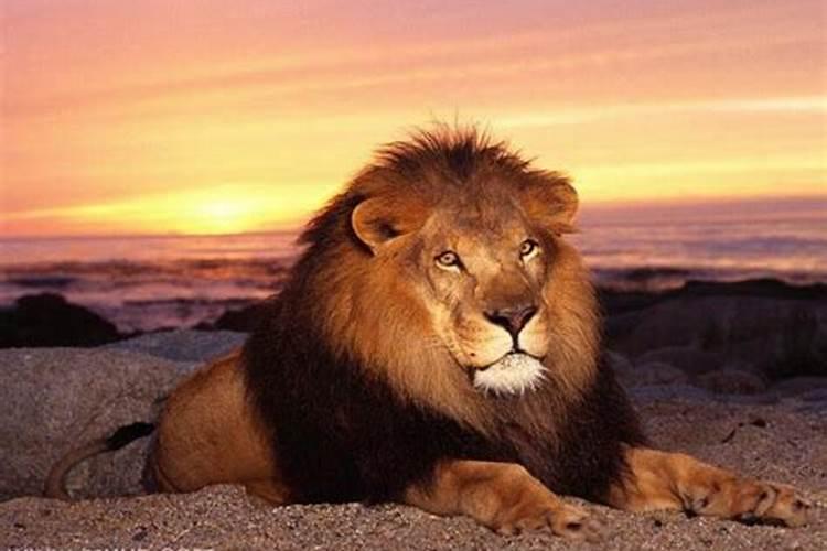 梦见狮子是什么预兆解梦