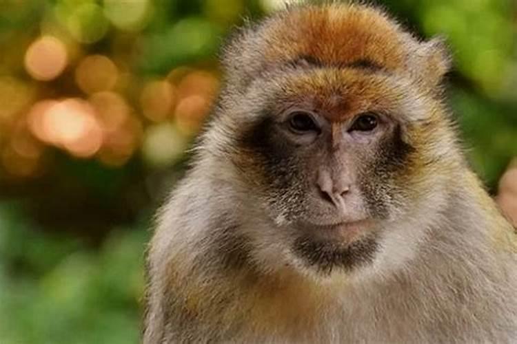 属猴人和属猴的会离婚吗