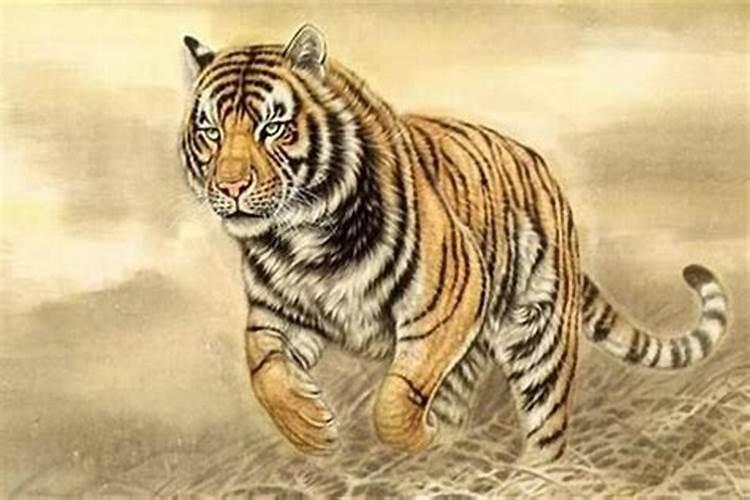 虎的本命年可以穿虎的衣服吗