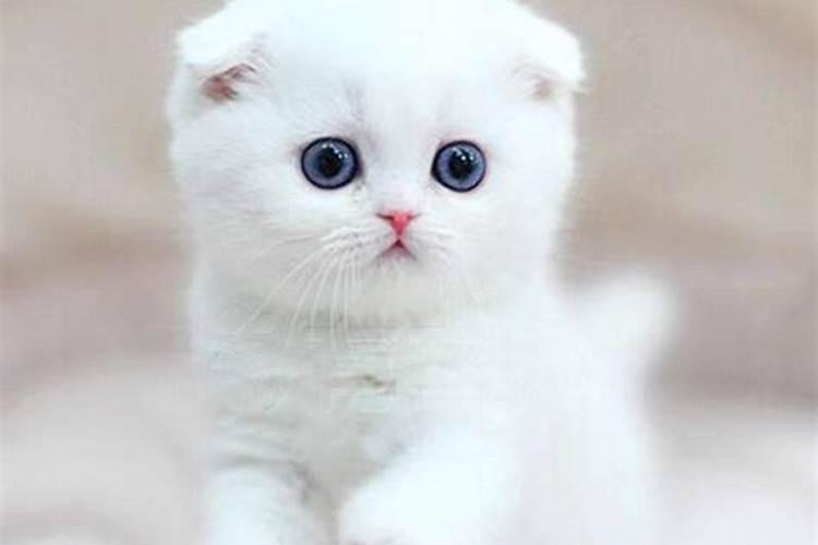 立秋出生的猫叫什么名字