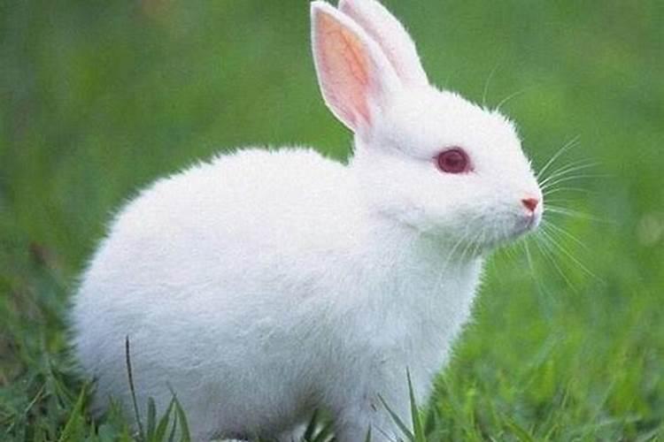 兔喜欢什么生肖
