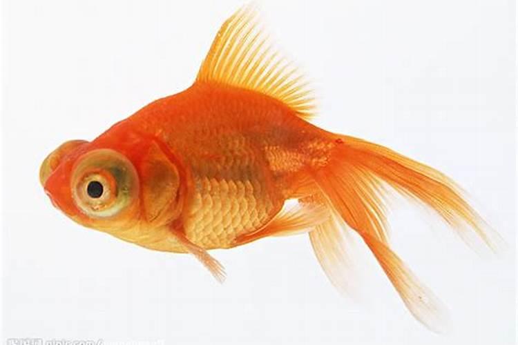 梦见很多红色金鱼是什么意思