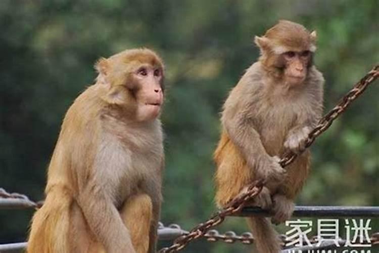 80年男猴一生婚姻运程