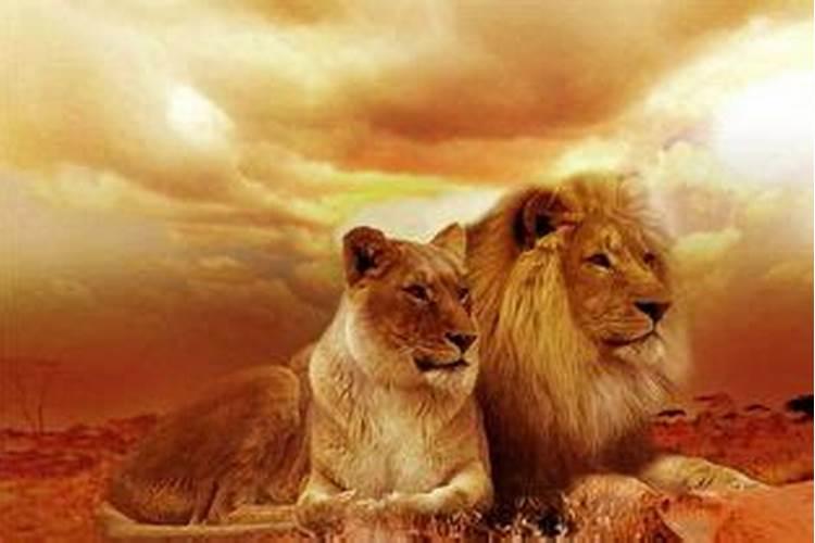 梦见狮子是什么预兆解梦