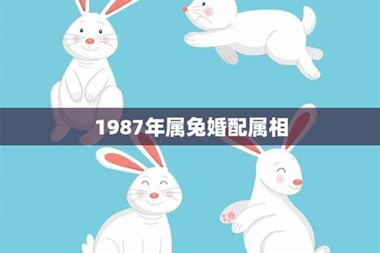 1987年属兔是婚姻