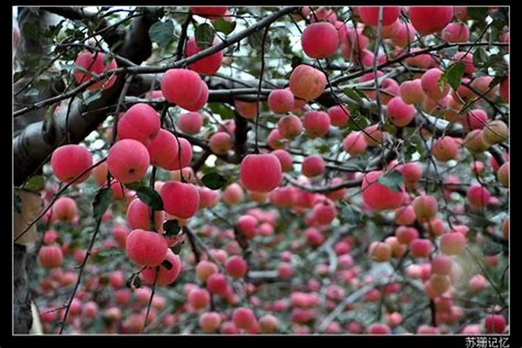 孕妇梦见苹果树上结满苹果红红的