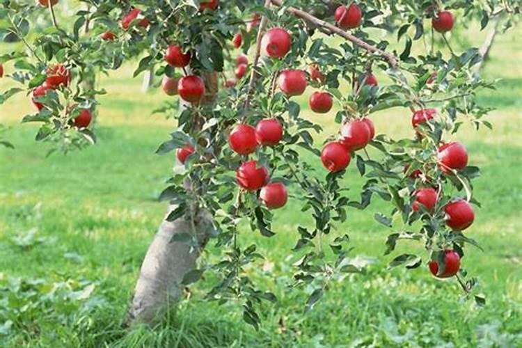 孕妇梦见苹果树上结满苹果红红的