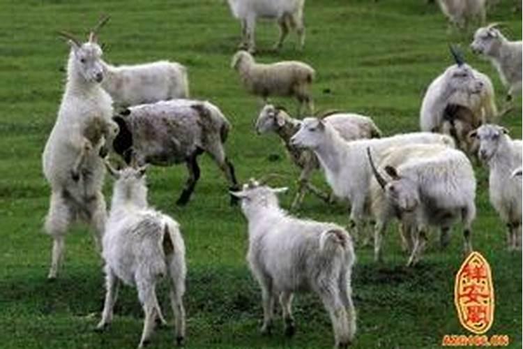 梦到一群羊是什么意思是什么