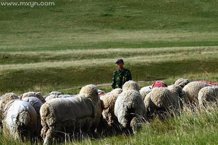梦见放羊是什么原因