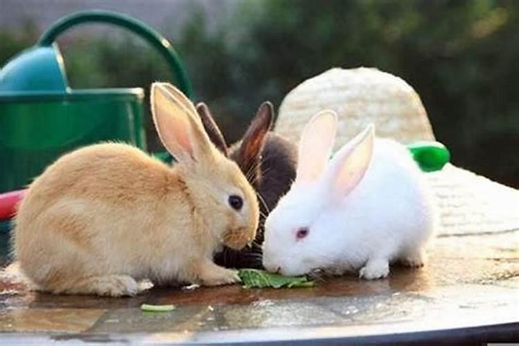 属兔的生兔宝宝好吗
