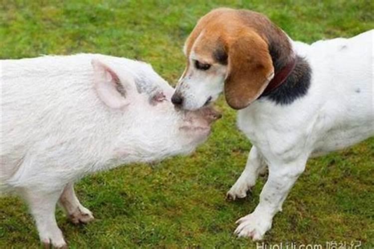 猪与狗属相婚配好吗