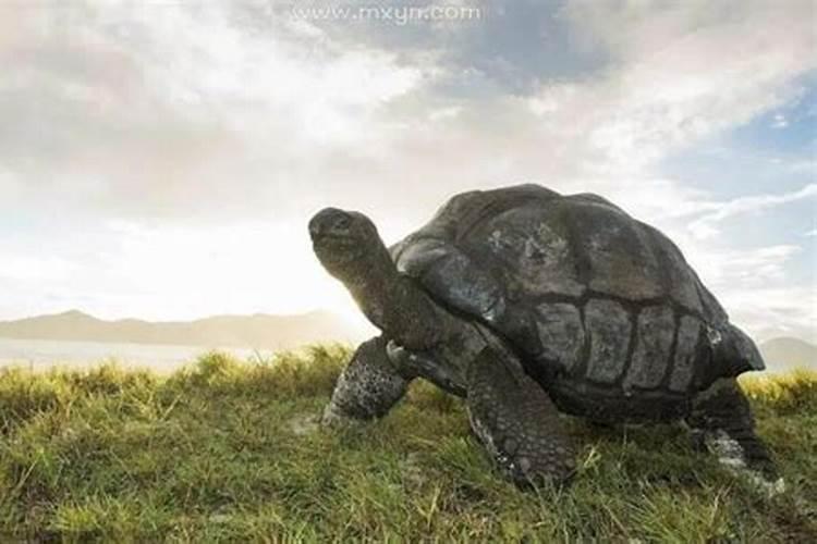 梦见满地乌龟爬是什么预兆吗