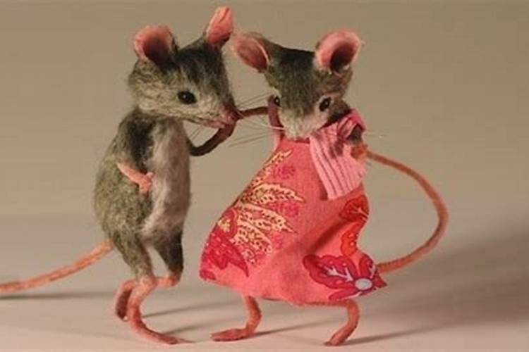 女鼠和男免合婚吗