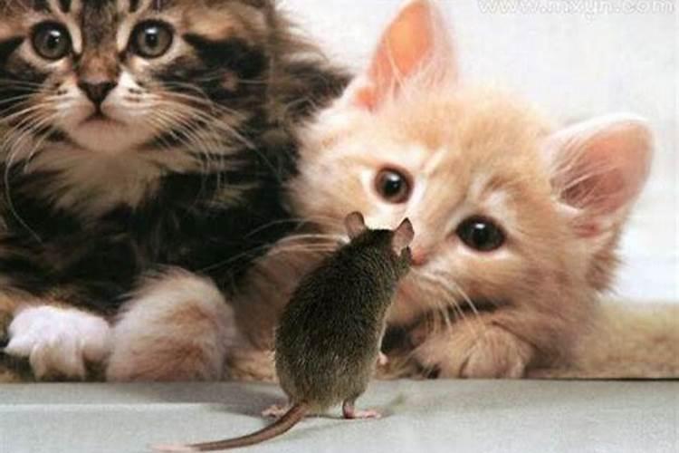 梦见老鼠和猫什么征兆呢