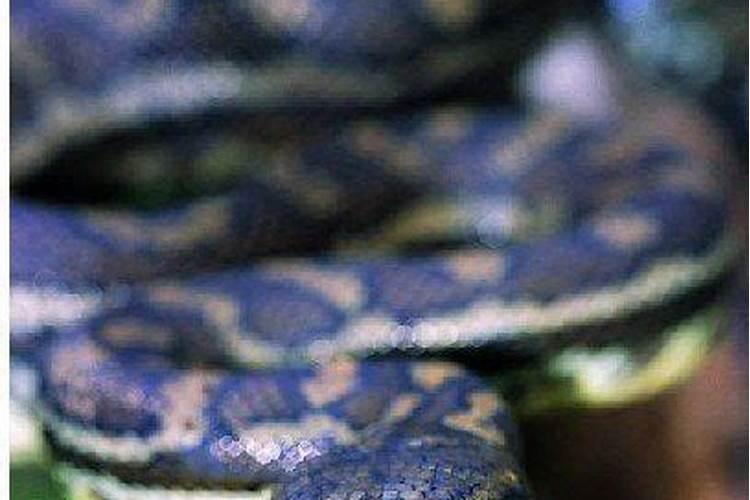 梦见蟒蛇是什么症兆
