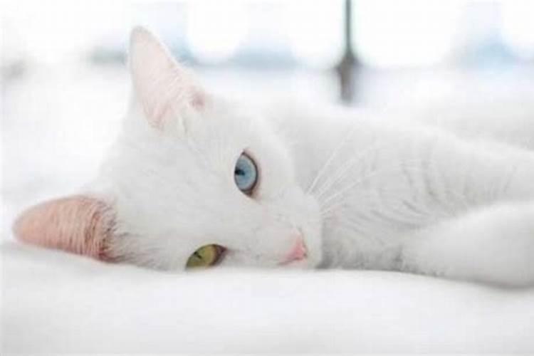 梦见白猫是什么意思
