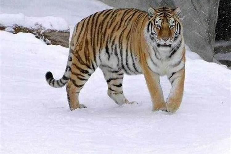 属虎的人最怕什么动物