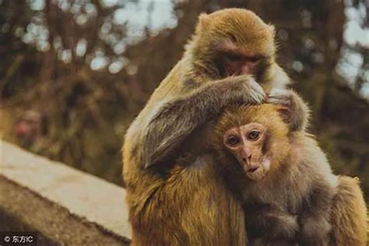 68年属猴的人一生有几段婚姻
