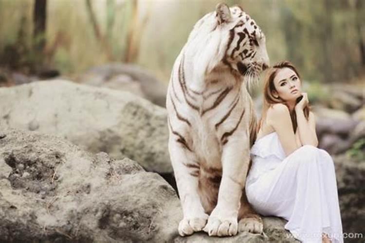 怀孕的女人梦见老虎