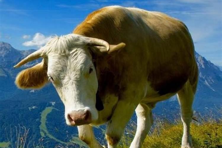 梦见牛追牛是什么预兆