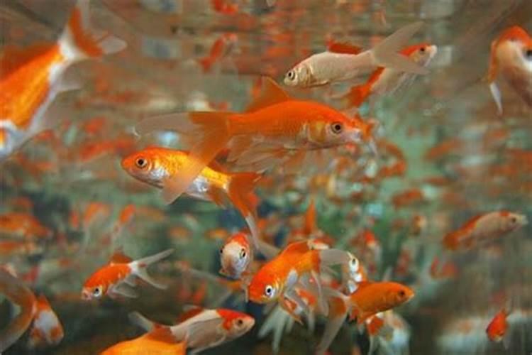 梦见很多红色金鱼在鱼缸里游