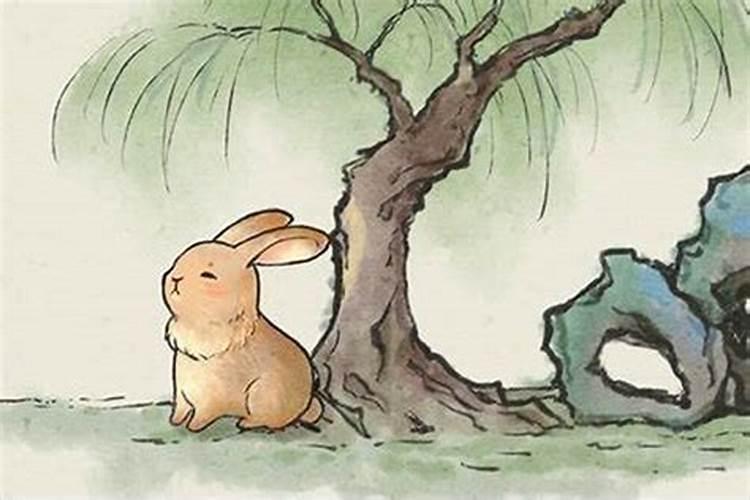 属兔的怕什么动物