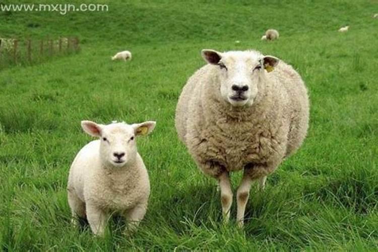 梦见两只羊是什么预兆
