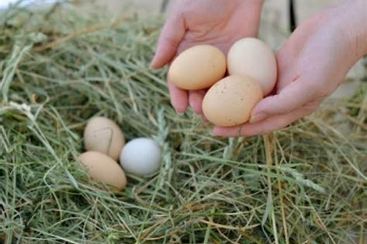 梦见捡鸡蛋是什么预兆女性