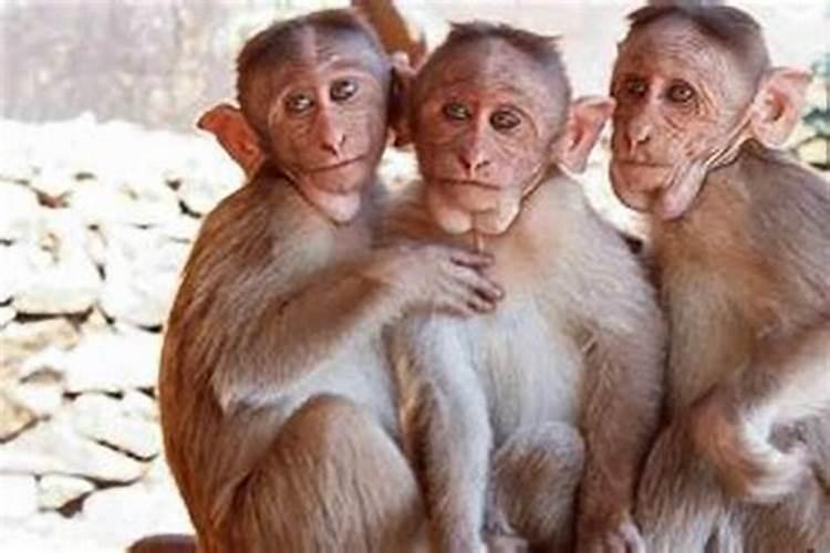 八字男猴日女猴月婚姻如何