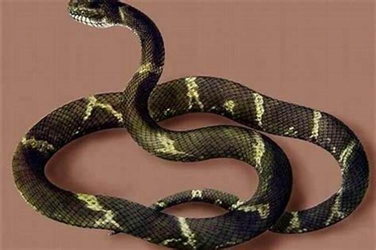 蛇和蛇的属相适合结婚吗