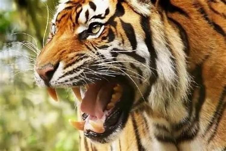 梦见攻击老虎是什么预兆