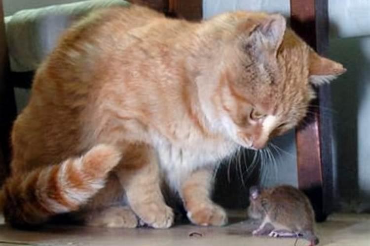 梦到别人拎大老鼠特别大一只猫