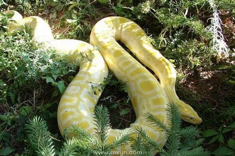 怀孕初期梦见蟒蛇是什么意思