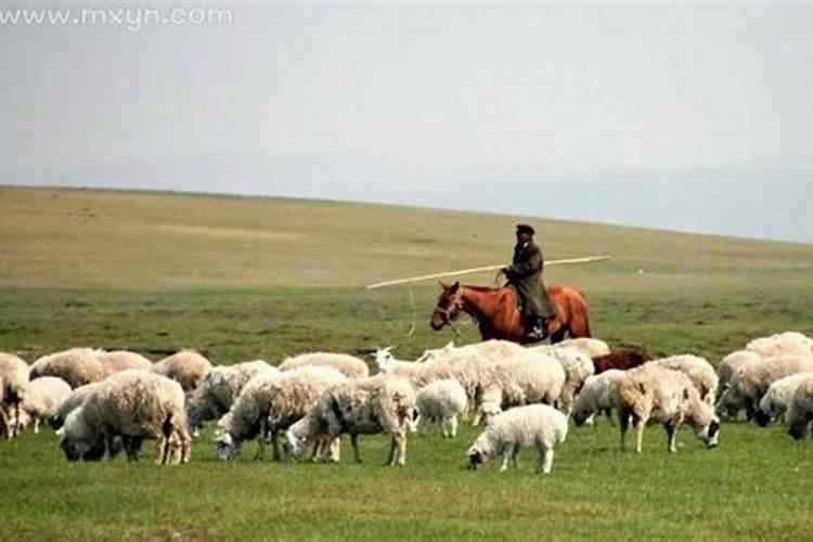 梦见放羊是什么意思周公解梦