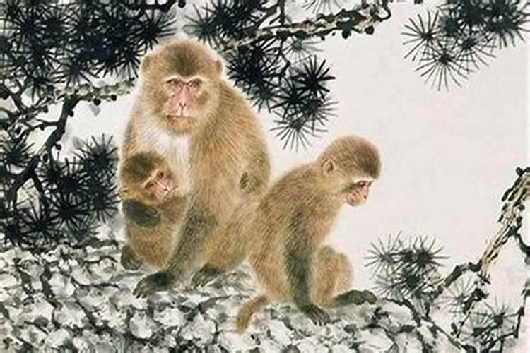 家里有三个属猴的人会怎么样