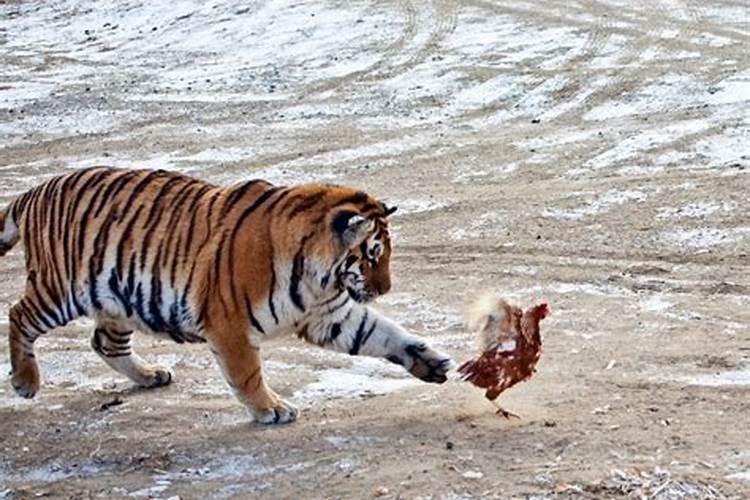 梦见老虎吃鸡是什么预兆解梦