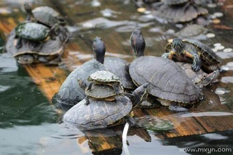 梦见很多乌龟在水里游是什么意思