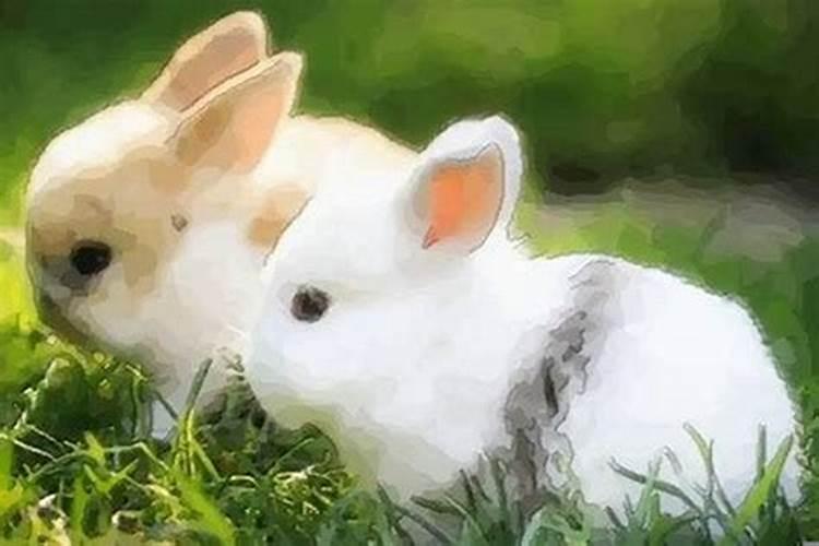 兔和哪个属相能合婚
