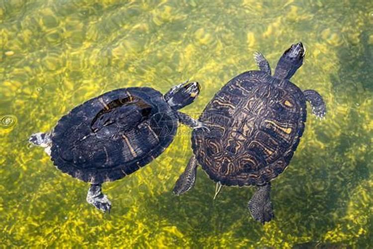 梦见两只乌龟在水里追逐