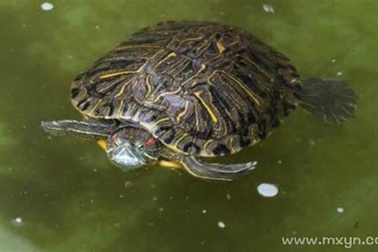 梦到乌龟在水里不动