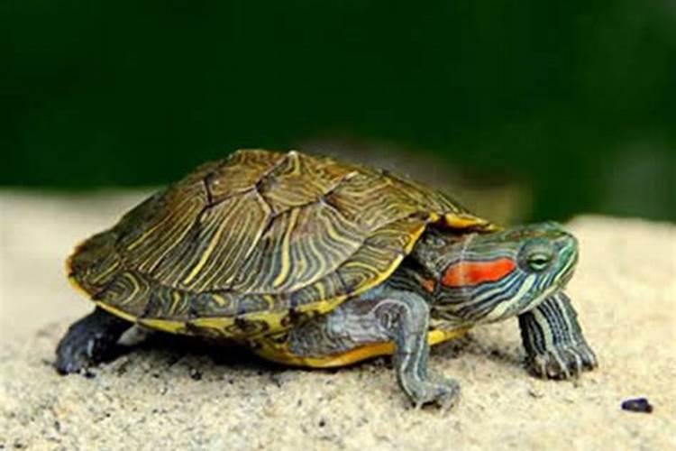 怀孕后梦见乌龟是什么意思呢